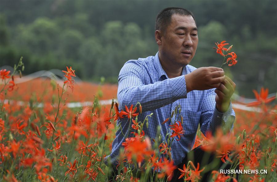 Хао Хэу и карликовые лилии