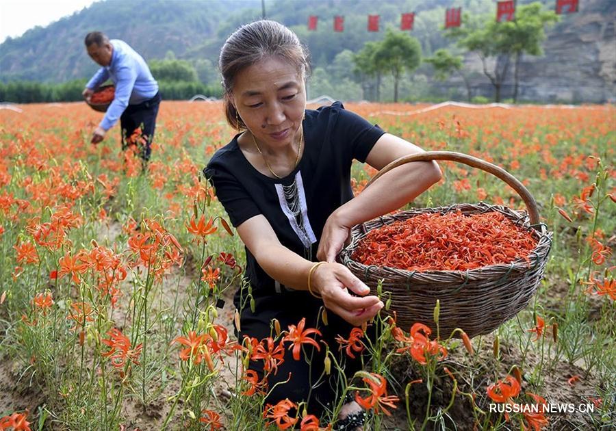 Хао Хэу и карликовые лилии