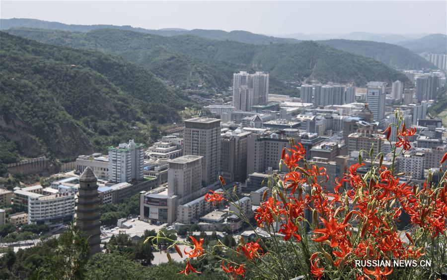 Хао Хэу и карликовые лилии