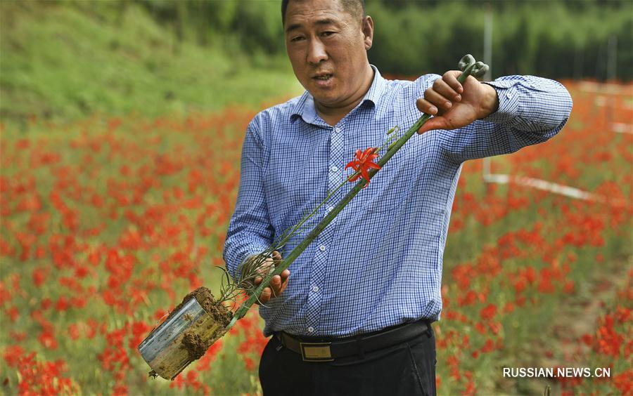 Хао Хэу и карликовые лилии