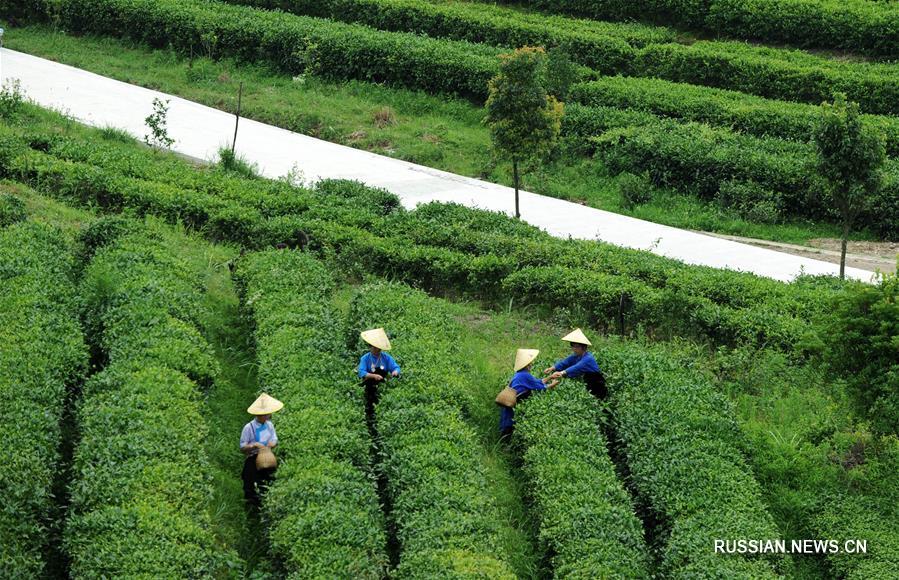 Работа на чайных плантациях помогает крестьянам уезда Даньчжай избавиться от бедности