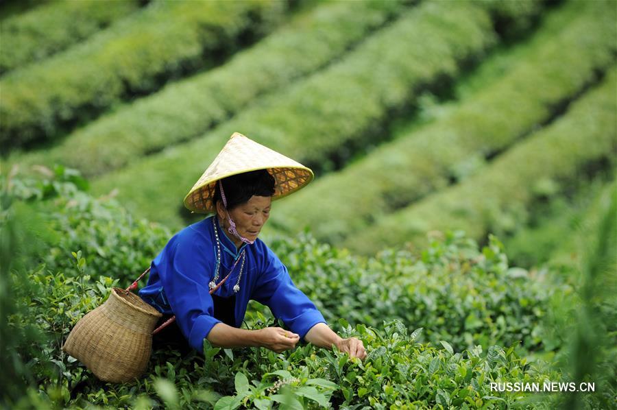 Работа на чайных плантациях помогает крестьянам уезда Даньчжай избавиться от бедности