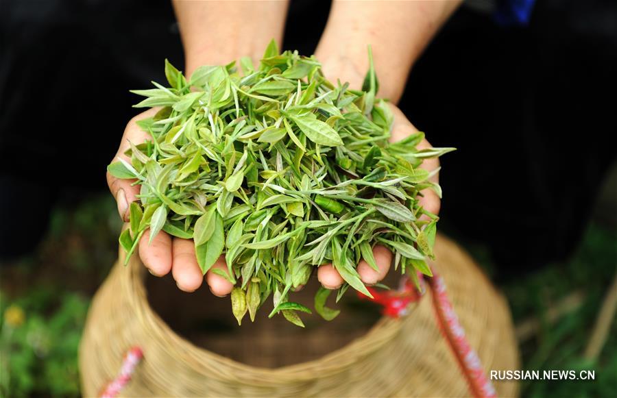 Работа на чайных плантациях помогает крестьянам уезда Даньчжай избавиться от бедности