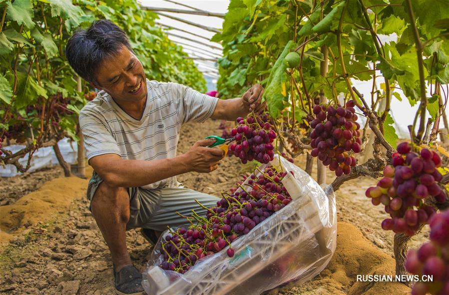 Тепличные виноградники в уезде Цзаоцян