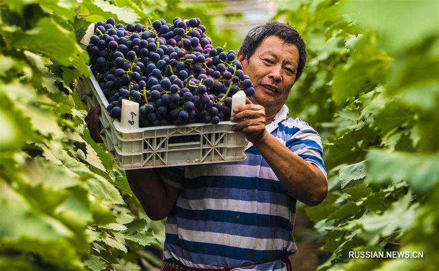 Тепличные виноградники в уезде Цзаоцян