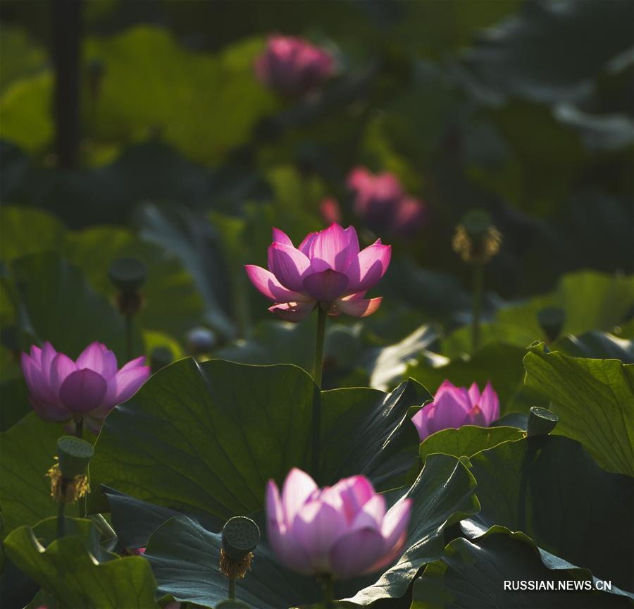 Июльское цветение лотосов в прудах Поднебесной