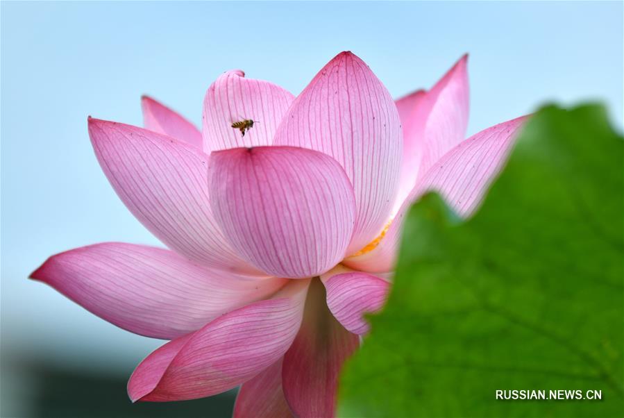 Июльское цветение лотосов в прудах Поднебесной