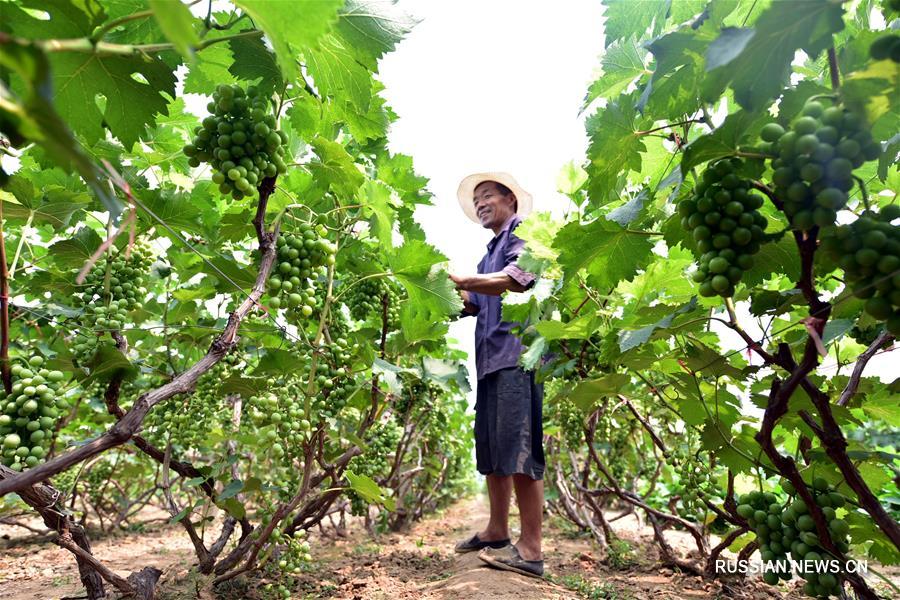 Сельхозработы в сезон "малой жары"
