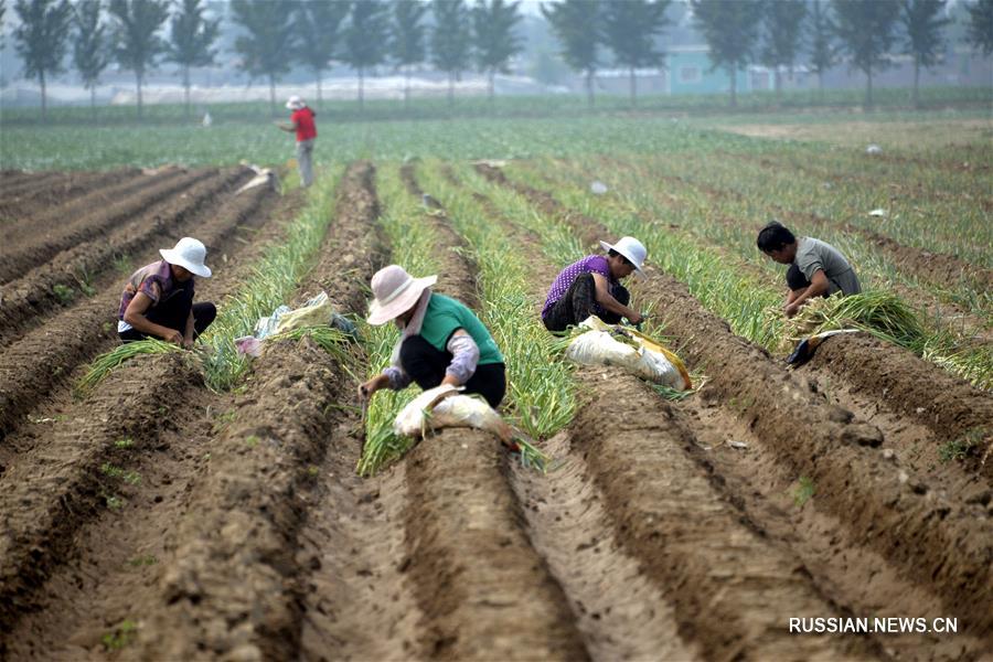 Сельхозработы в сезон "малой жары"
