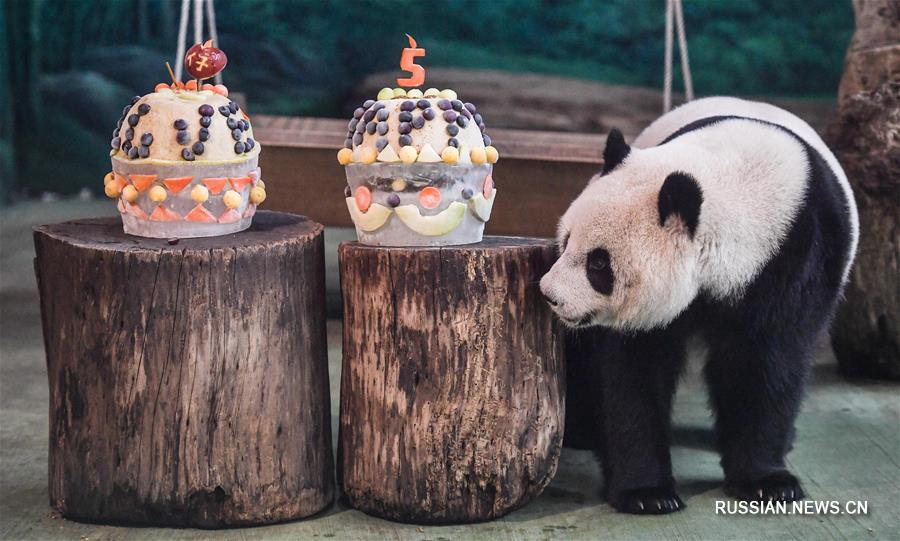 День рождения панды Юаньцзай в Тайбэйском зоопарке