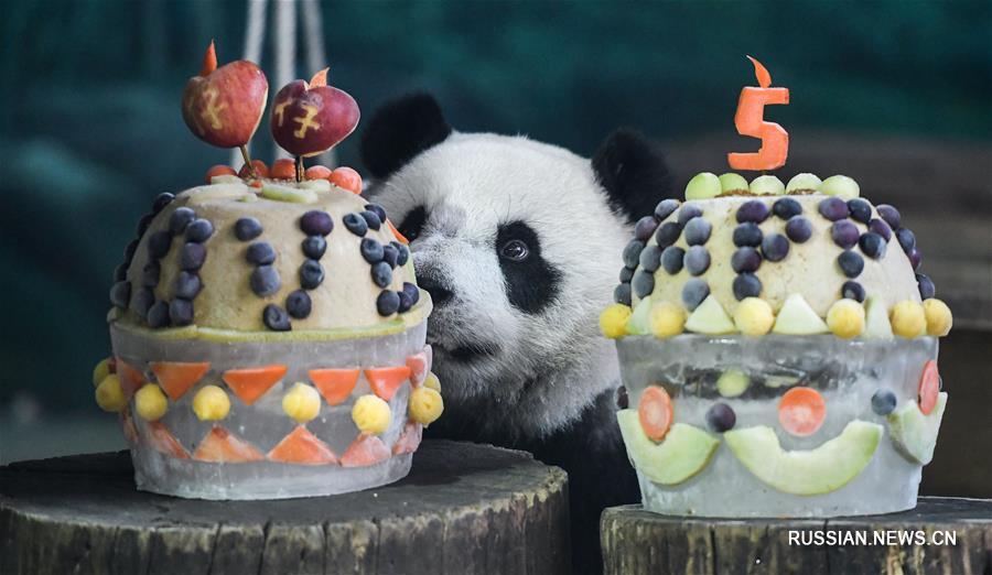 День рождения панды Юаньцзай в Тайбэйском зоопарке