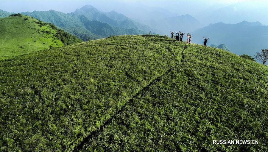 （美丽中国）（9）铺满鲜花的巴山之巅大草甸