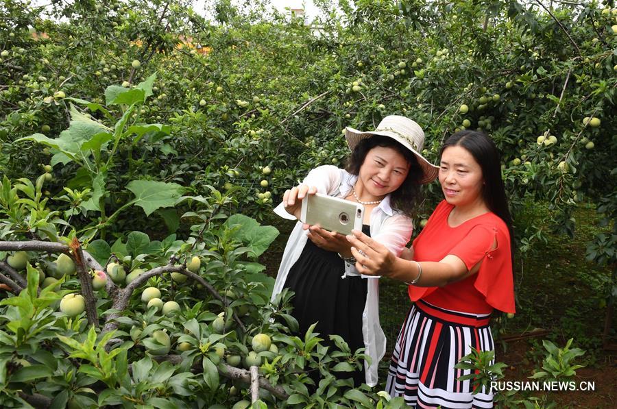 1-й Синьхуаский фестиваль сельского туризма и персиков в уезде Юаньмоу