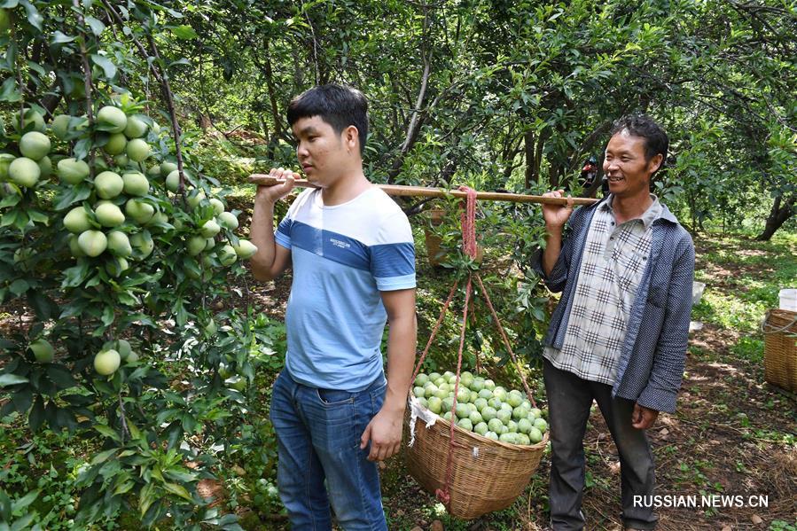 1-й Синьхуаский фестиваль сельского туризма и персиков в уезде Юаньмоу