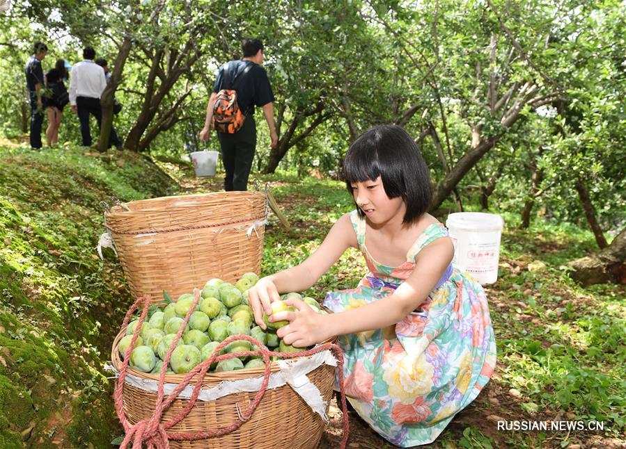 1-й Синьхуаский фестиваль сельского туризма и персиков в уезде Юаньмоу