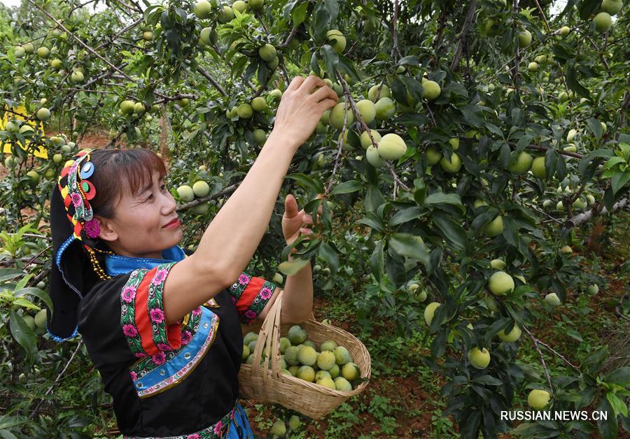 1-й Синьхуаский фестиваль сельского туризма и персиков в уезде Юаньмоу