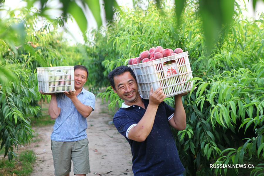 Производственнвая концепция "одна деревня -- один продукт" помогает вести целевую борьбу с бедностью в уезде Вэйсянь