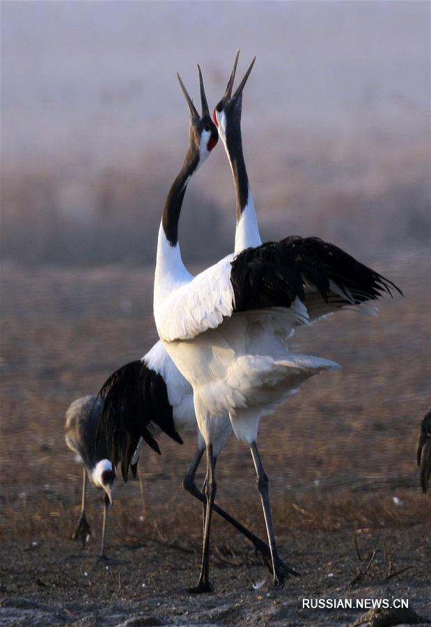 Китай занимает 4-е место в мире по площади водно-болотных угодий