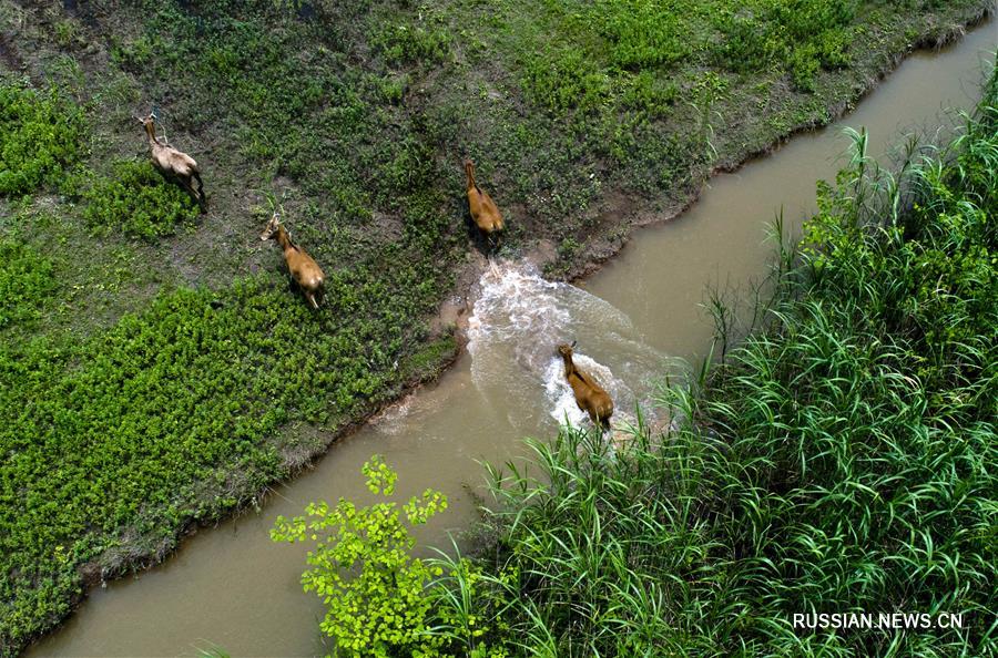 Китай занимает 4-е место в мире по площади водно-болотных угодий