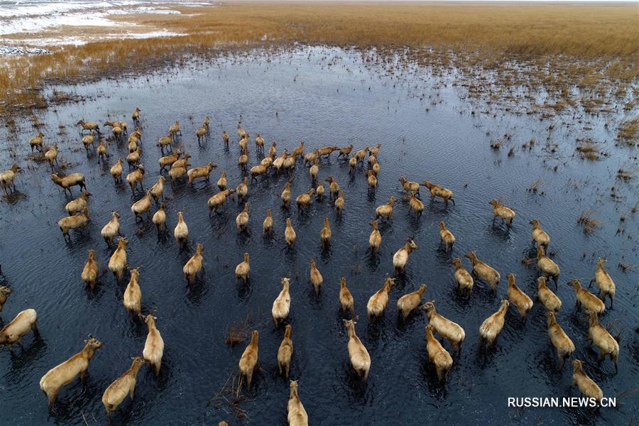 Китай занимает 4-е место в мире по площади водно-болотных угодий