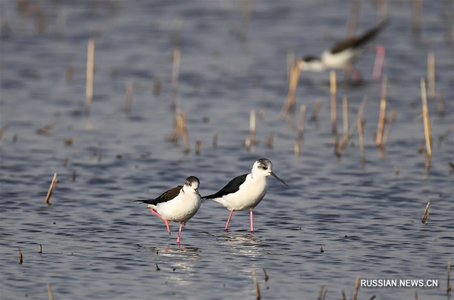 Китай занимает 4-е место в мире по площади водно-болотных угодий