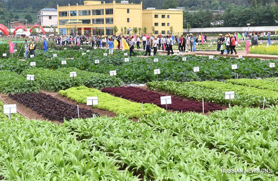 Юньнаньская овощеводческая выставка 2018 в уезде Удин