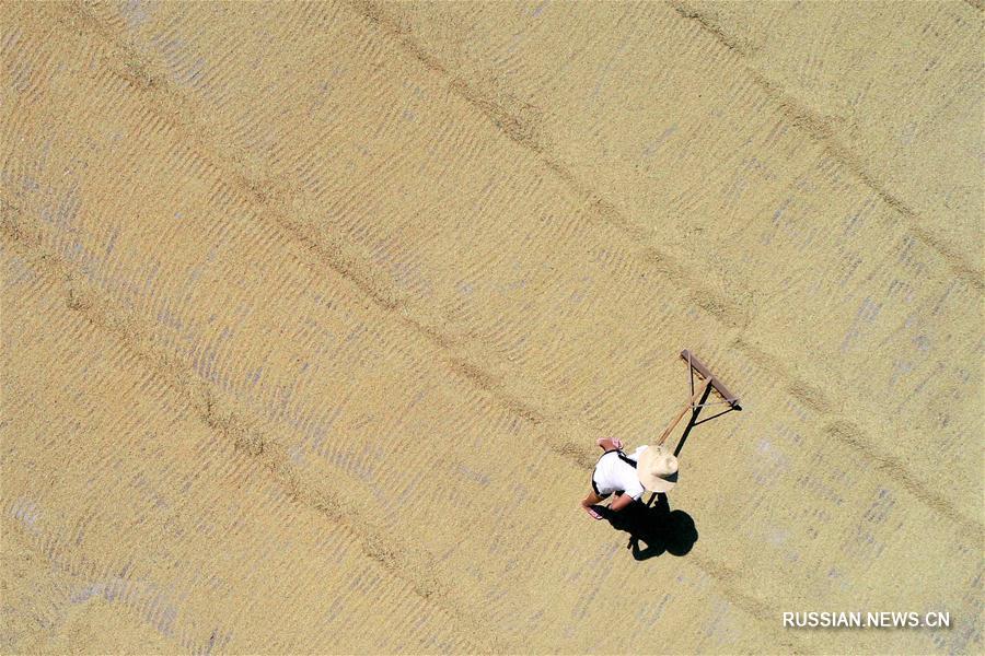 Летние полевые работы в Китае