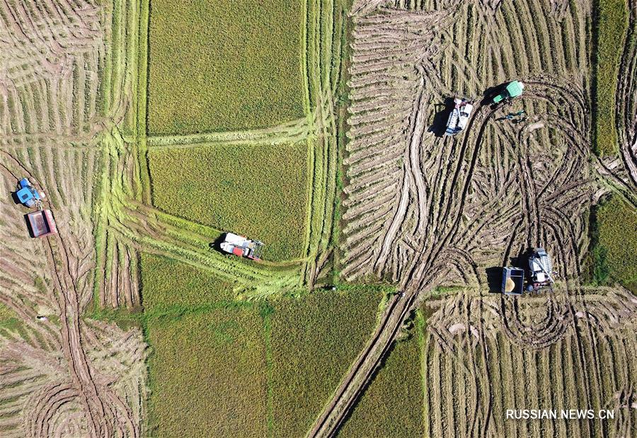 Уборка ранних сортов риса на севере провинции Цзянси