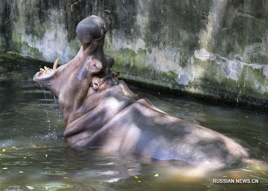 Обитателям китайских зоопарков помогают спастись от жары