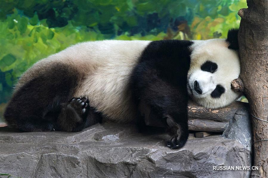Обитателям китайских зоопарков помогают спастись от жары