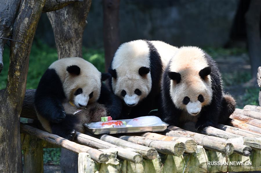 Мероприятия по предотвращению перегрева животных в Чунцинском зоопарке