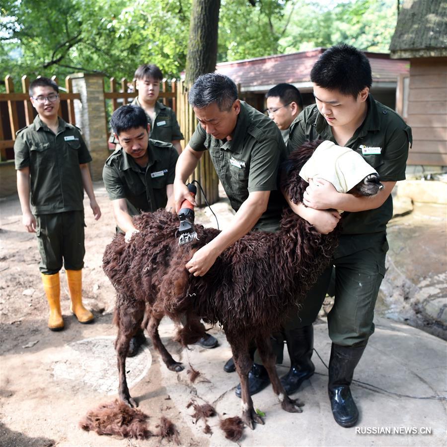 Мероприятия по предотвращению перегрева животных в Чунцинском зоопарке