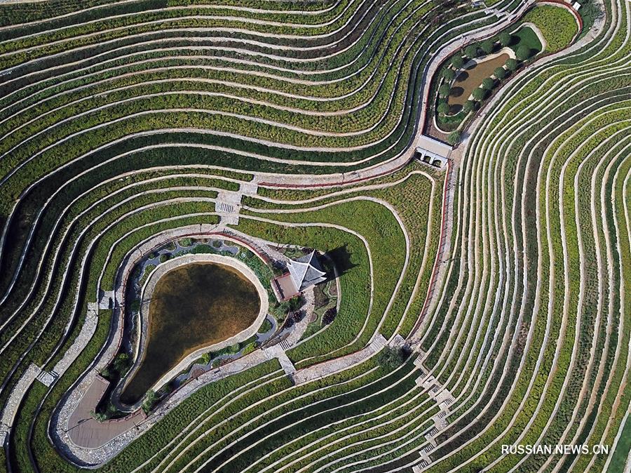 Террасированные поля в провинции Гуйчжоу