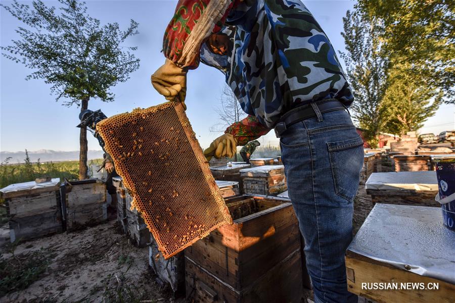 Пчеловоды на базе по выращиванию лаванды в Синьцзян-Уйгурском АР 