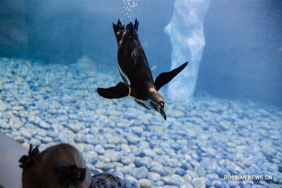 День акул во Владивостоке