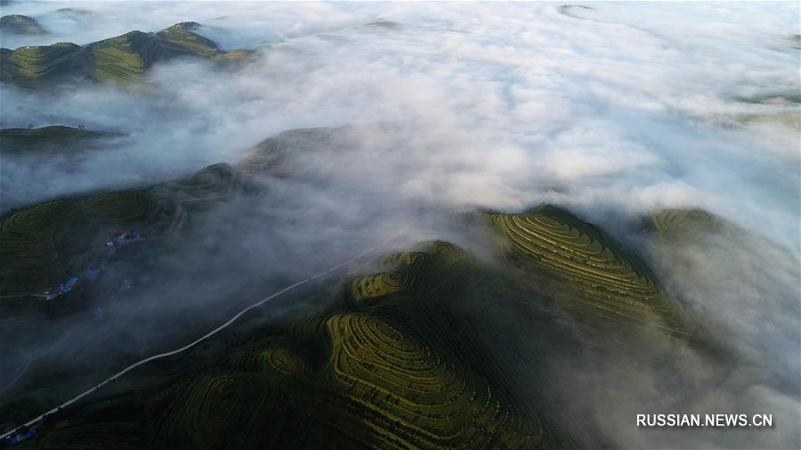 Море облаков над полями-террасами в Нинся-Хуэйском АР