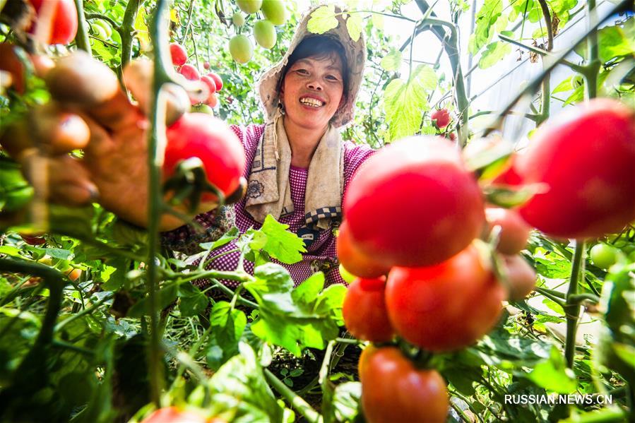Сбор урожая томатов черри в провинции Гуйчжоу