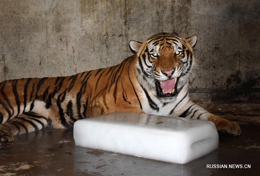 Зоопарк города Ханьдань защищает животных от летней жары 