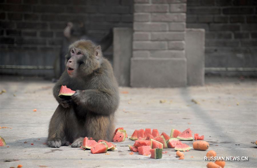 Зоопарк города Ханьдань защищает животных от летней жары 