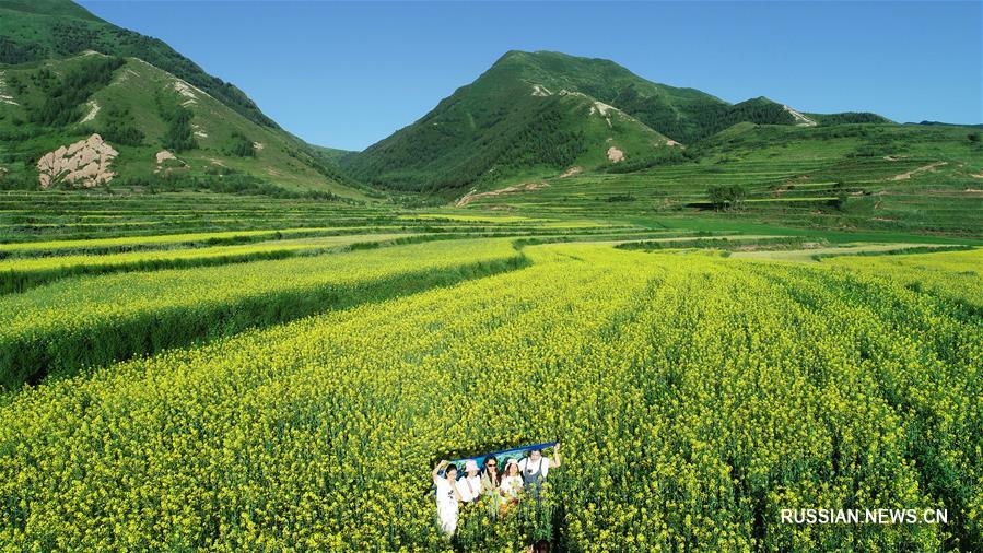 Цветение рапса на северо-западе Китая