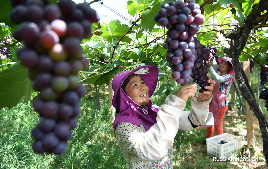 На востоке Китая подоспел виноград