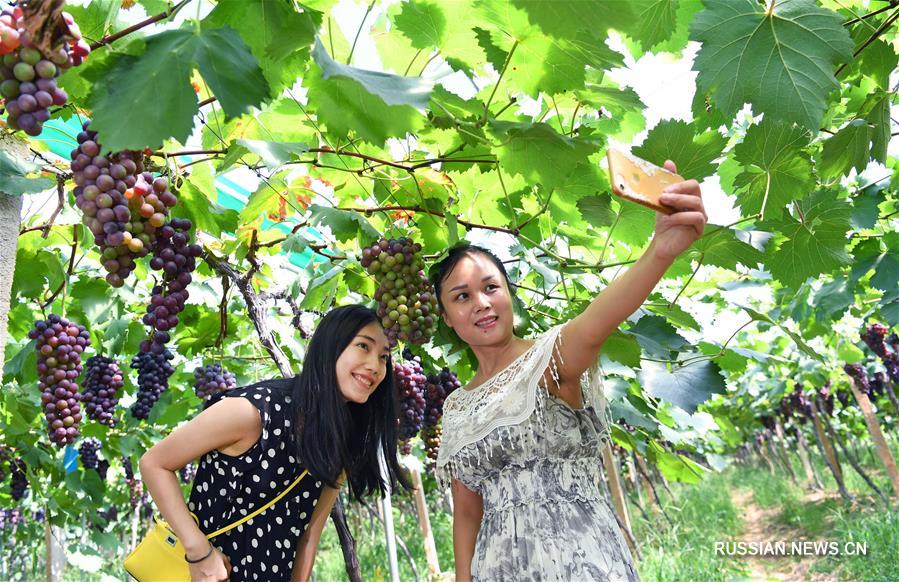 На востоке Китая подоспел виноград