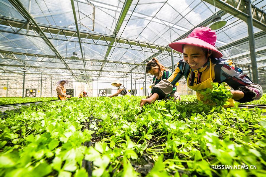 Выращивание рассады в провинции Гуйчжоу