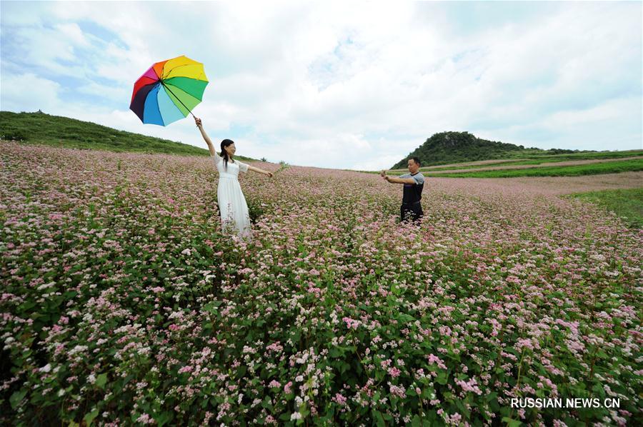 Цветущие поля гречихи в провинции Гуйчжоу