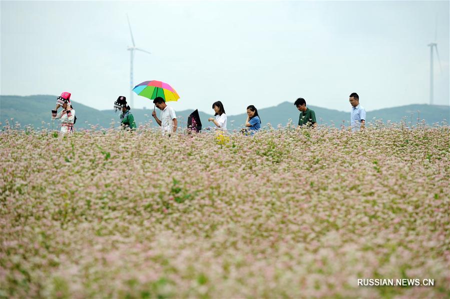 Цветущие поля гречихи в провинции Гуйчжоу
