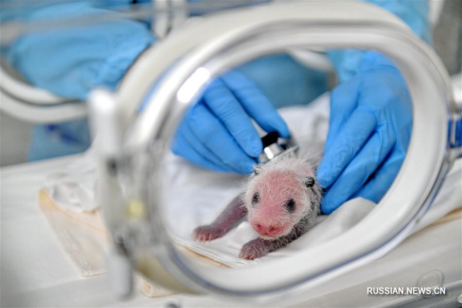 Маленький бамбуковый медвежонок родился в Chimelong Safari Park города Гуанчжоу