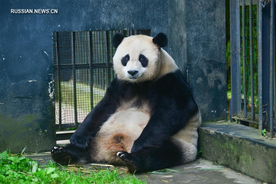 （图文互动）（1）中国大熊猫保护研究中心大熊猫野外引种项目首次迎来双胞胎宝宝