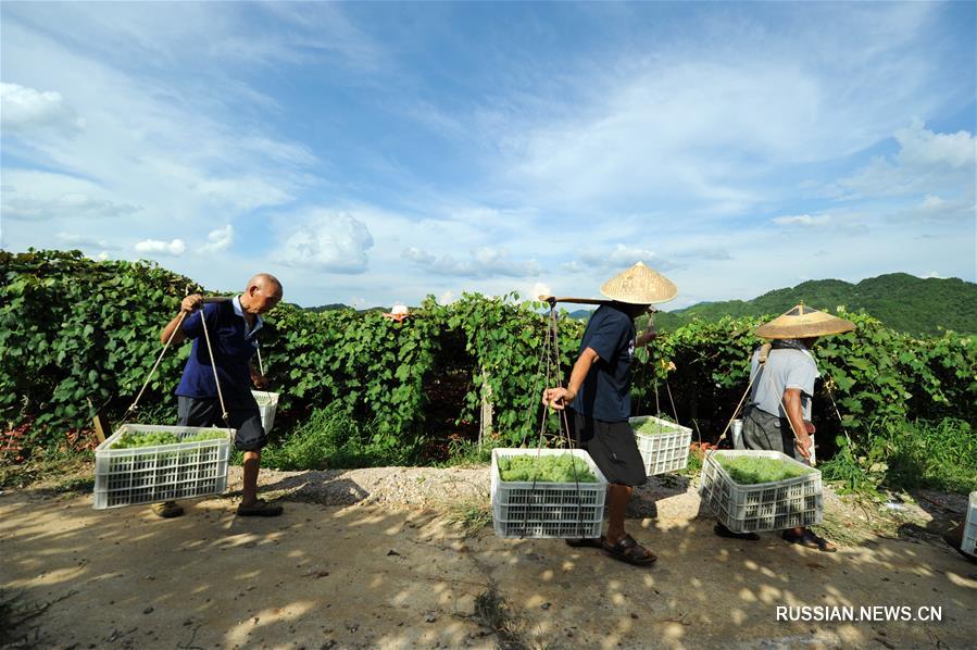 Сбор урожая винограда в провинции Гуйчжоу