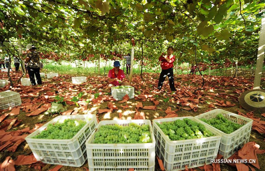 Сбор урожая винограда в провинции Гуйчжоу