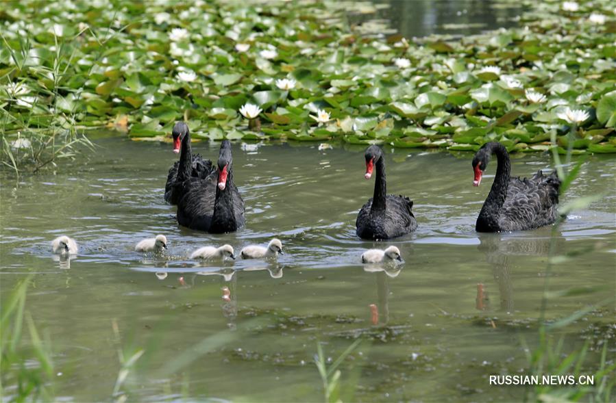 Птенцы черного лебедя в одном из парков Цзинаня